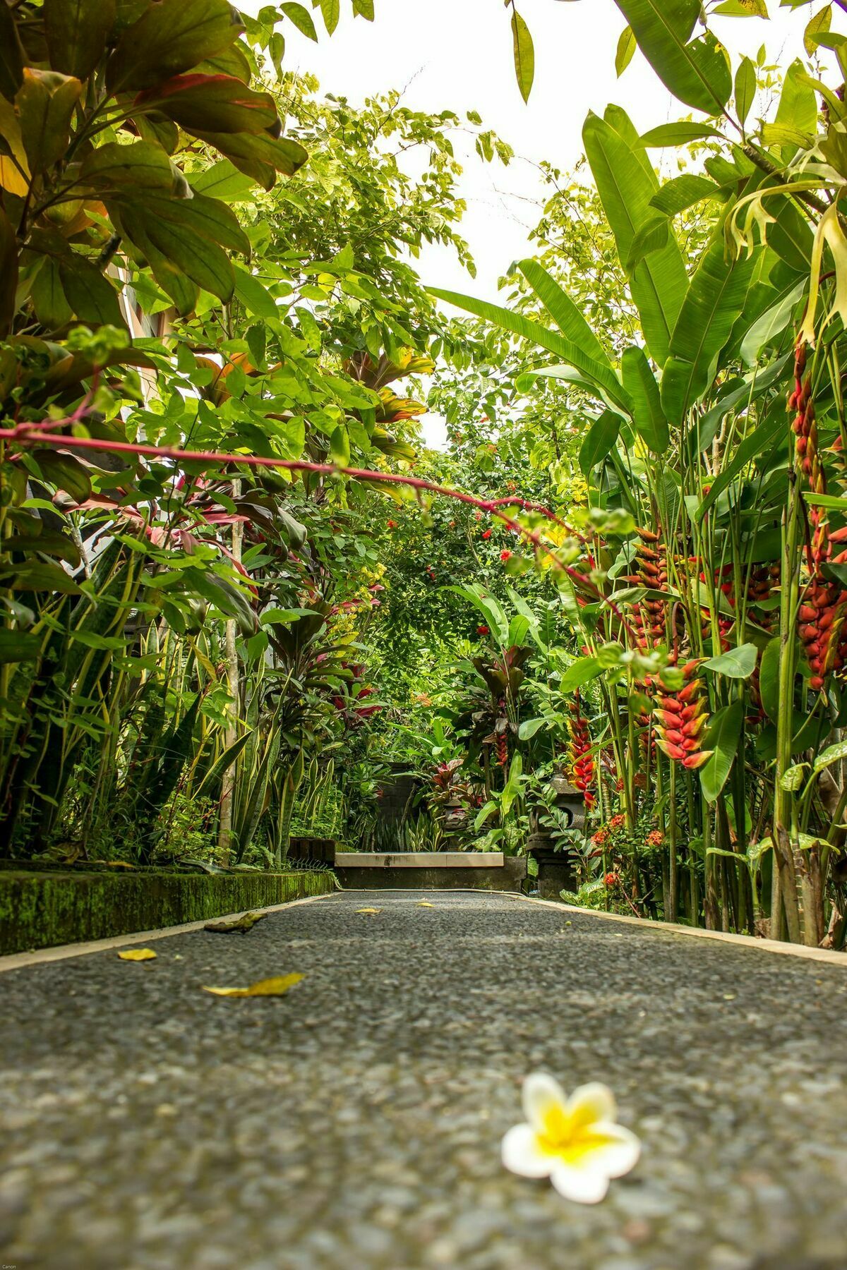 Bismajaya Bungalow Ubud Zewnętrze zdjęcie